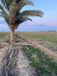الطالعه • ١٫٧٥ دونم • طابو زراعي