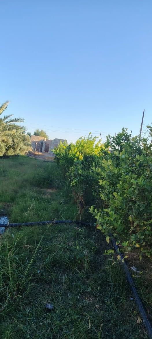 السلام عليكم 
للبيع مزرعه 4دوانم طابو سند 25 ابسم الوالد
مكانها الدبسه السده مال البوضايع 
مسيجه كلهه.
كامله مانقصه اي شي بير. غطاس +اساله ماي حلوو كهرباء ابنصها
3ابيوت بيها جاهزات فول مانقصات شي  +هيكل واصل للصب
الزاعه البيها نخل انواع عنب حلواني +نومي حامض +زيتون مشمش رمان زيتون تين  المزرعه مفوله
سعرها 750 مليون وبيها مجال. وماكو مشكله ابيع دونمين منها -حسب الاتفاق الي يحب يشتري يتصل. ويعرف تفاصيل اكثرر المايعرف سعرها لايعلق من كيفه. تعليق سلبي. لو تعلق تعليق حلو مثل اخلاقك لو تعبر المنشور جنك ماشفته 
***********
***********
