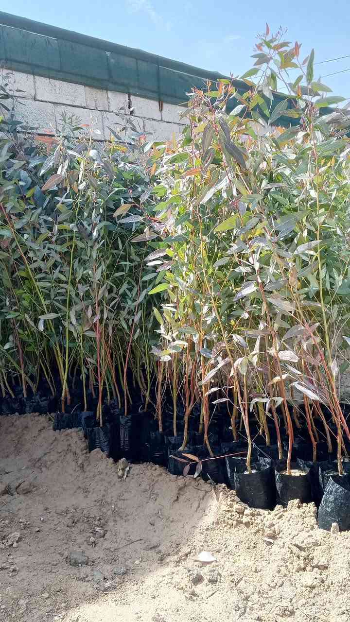 السلام عليكم ورحمة الله وبركاتة
تم وصول وجبه جديده من 

الوࢪد الجوري 

وزيتون الخستاوي 

و.كالبتوس 

ولثيل الهندي 

ورد دفله 

العنون قضاء الشرقاط السگتيه مقابيل قاعه دريم ستيي 

للستفسار اتصل عله هاذه الرقم ***********

وحياكم الله الجميـ؏

الكل
