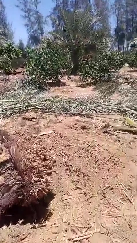 موجود نخل برحي متر ومتر ونص خشب طارح بسعر مناسب والسعر شامل التوصيل والزراعة ت٠١٠١٠٤٠١٧٤٩/٠١٠١٦٥٨٣٦٨٠


**إذا كنت صاحب هذا الإعلان وتريد حذفه لأي سبب، رجاءا أرسل رسالة إلى الدعم الفني**
