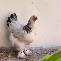 دجاج براهما • دجاج بياض • دجاج اصيل • دجاج للبيع • دجاج • دجاجات براهم...