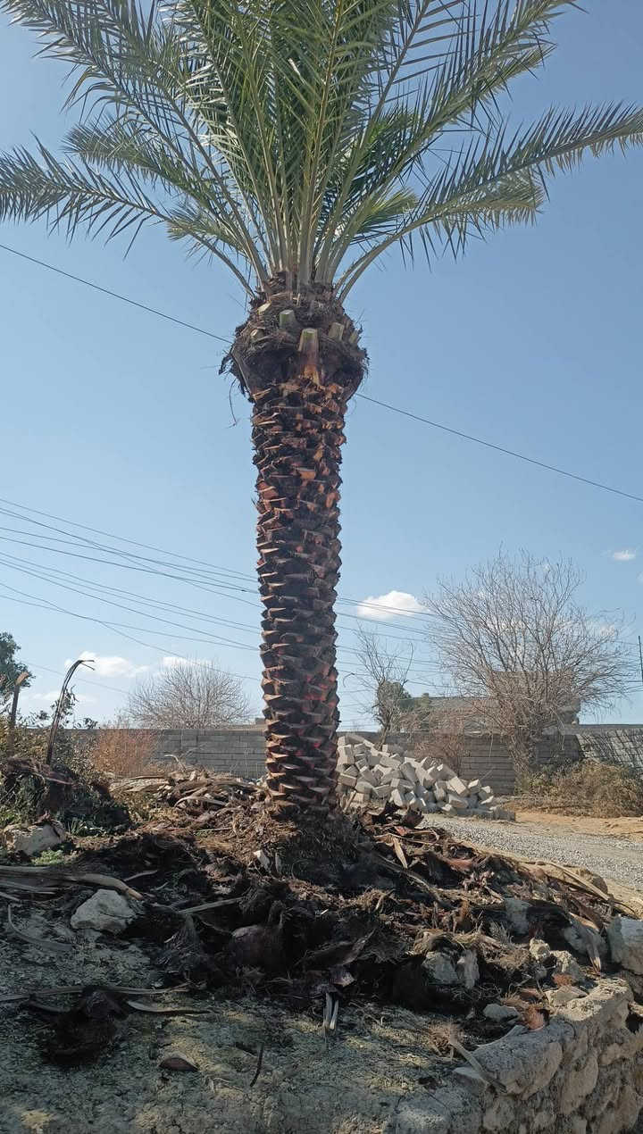 سلام عليكم تكريب نخل 
اتصل ***********
