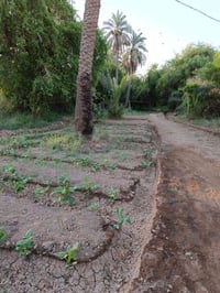 بساتين الدفاس • ٦٢٥٠م • طابو ملك