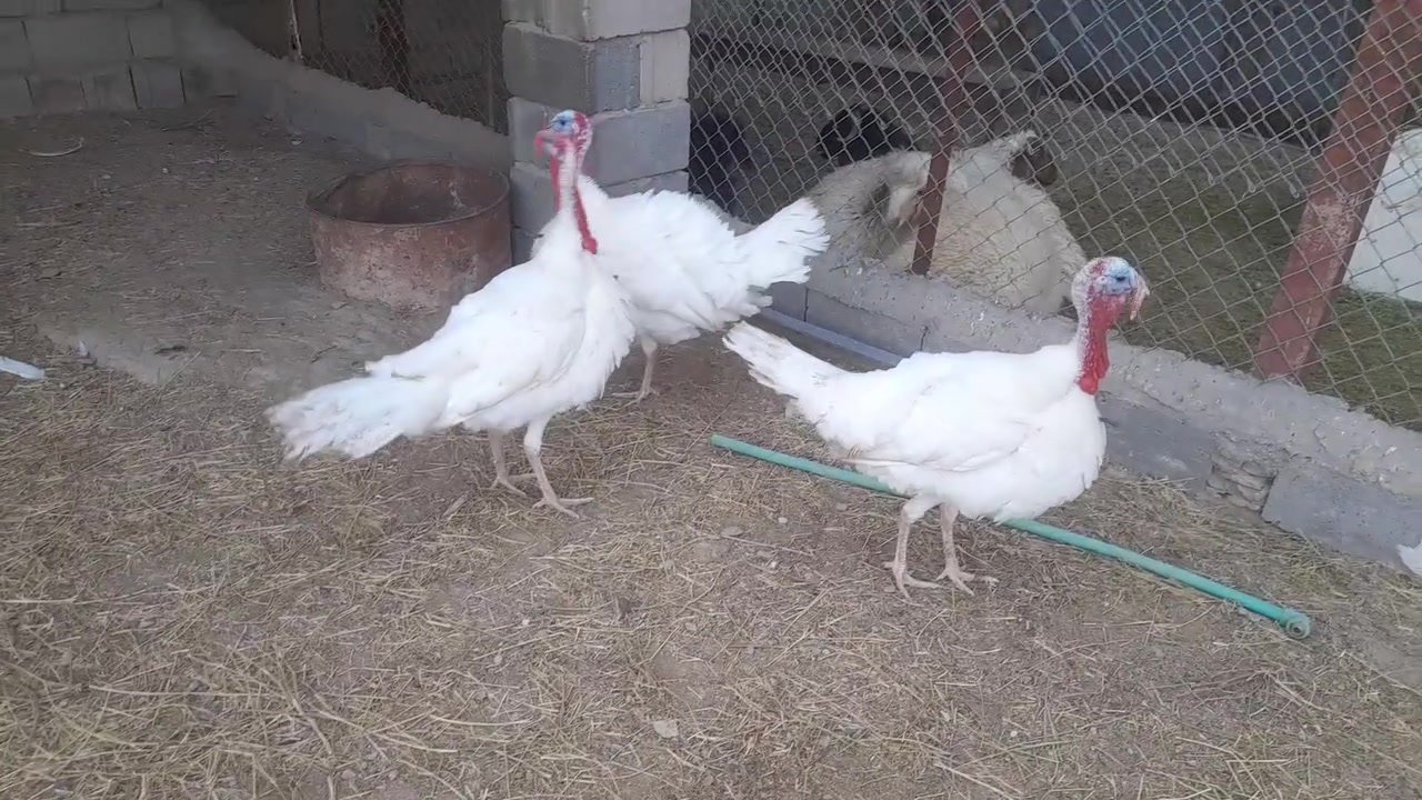 متاح ٣ فحله فسيفس سعر شلع ١٨٥ 
مكان صقلاويه


**إذا كنت صاحب هذا الإعلان وتريد حذفه لأي سبب، رجاءا أرسل رسالة إلى الدعم الفني**