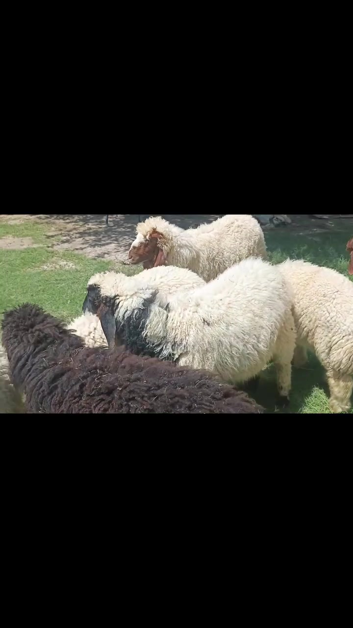 سلام عليكم عندي طليان للبيع كصابه اليريد يتصل ***********مكاني طريق سده محاويل

