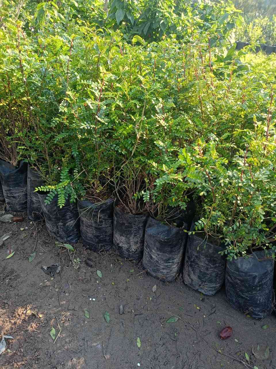 مشتل كرار الزراعي 

ياس بخور جعوب امايات 
العدد موجود 100شتله ع 150شتله
سعر 1٫500 دينار
تحياتي الكم احبتي متابعين 
العنوان بغداد الكريعات يم وقف سني 
واتساب ***********
