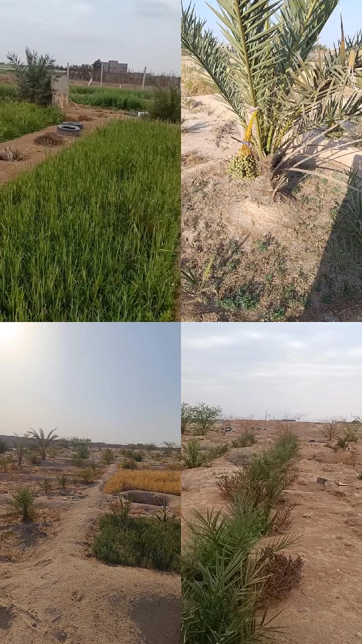 ٣دوانم  مسيجه بلوك الدونم الواحد  ٢٥٠٠ متر في الدواجل قرب مفرق السواعد على شارع تبليط متوفر ماء ارتواز و كهرباء و قريبه على تحليل ماء RO مع زرع  ٤٠ نخيل السعر ٣٥ قفل التواصل والاستفسار على الرقم التالي ***********

