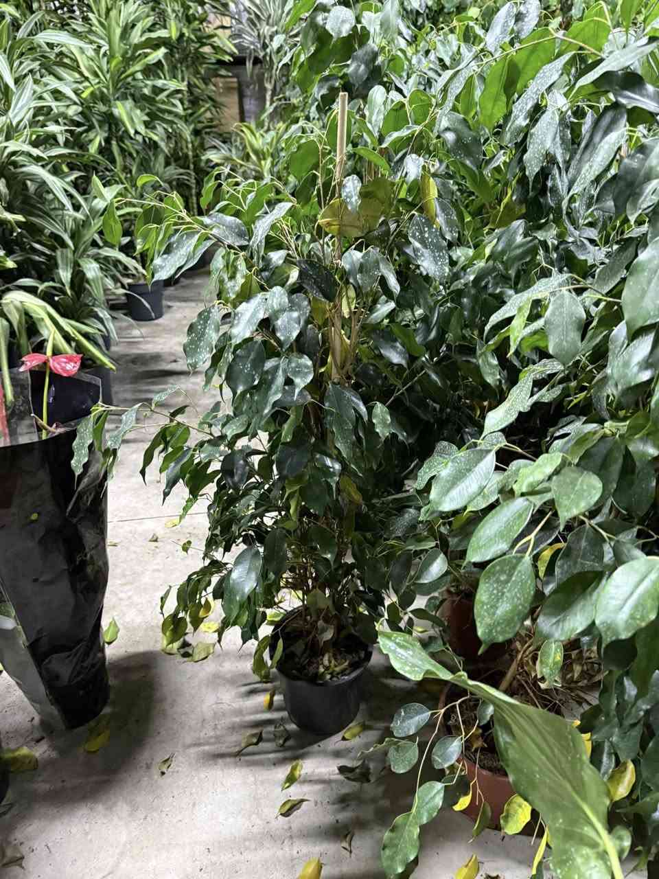 عندما تجتمع الأناقة مع الهدوء
تولد النباتات الظليّة 🌱
نباتات راقية تضيف عمقاً وجمالاً لكل زاوية، وتمنح المكان إحساساً بالسكينة والراحة🪴

المشتل مفتوح طيلة ايام الاسبوع ويبدأ الدوام فيه من الساعة الثامنة صباحًا وحتى الساعة الحادية عشر ليلآ في رمضان
زورونا تجدوا ما يسركم😍🌹

العنوان: موصل_ الحي الكرامه رقم ☎️ ***********
