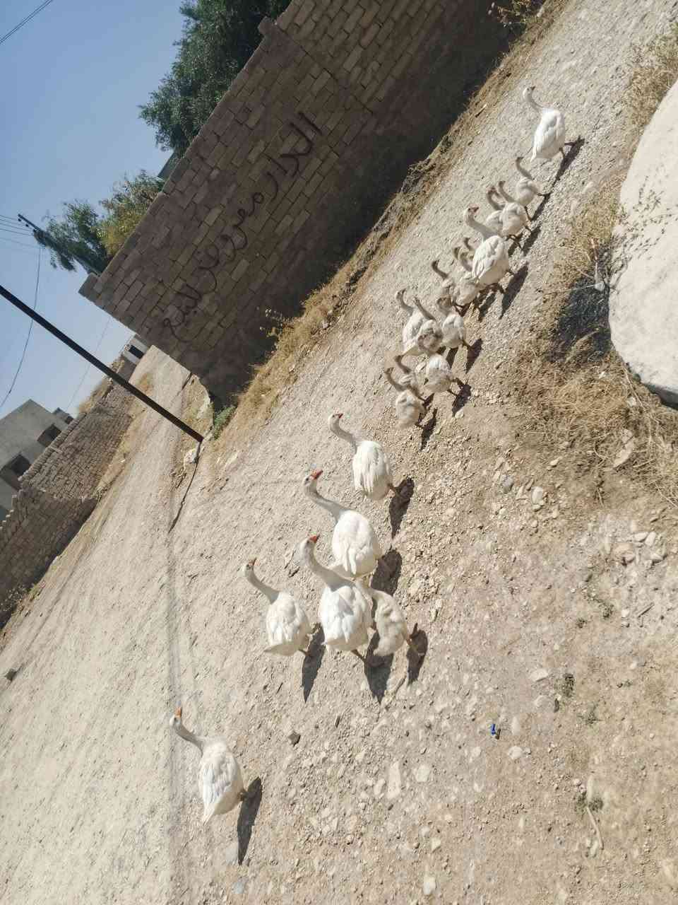 للبيع
قازات جنس أبيض خشن أصلي 
عدد 8 قازات مع 14 صوصي شرط من بيضهم نفسهم يطلع ابيض 
رقم الهاتف /// ***********
