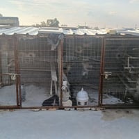 واجهيه ام البابين  طول 3 متر و 20 ساتيم هيه وسكفه كامله مكانه بغداد سع...