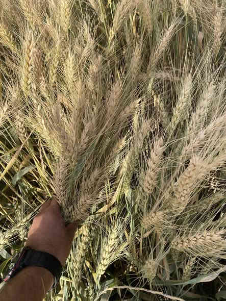 السلام عليكم 
ســلام علــــيكم 

حنطة البه بنت المغلف درجة أولى شرط

الكمية 5 طن

العنوان كركوك - طريق ليلان

***********
