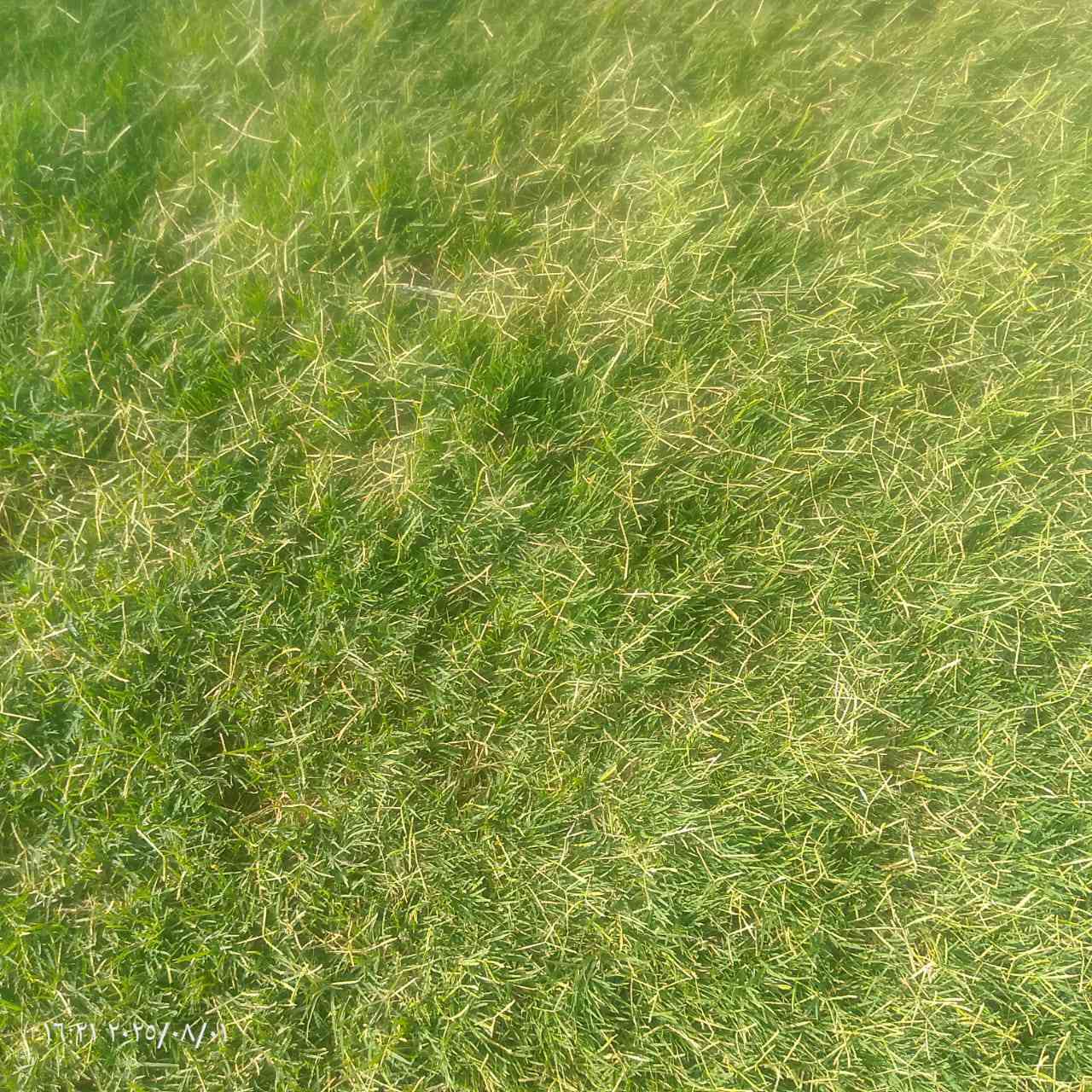 مزارع  الشمال للثيل الطبيعي 🍀
متوفر كافة انواع الثيل 🍀

( امريكي - الهندي - الايطالي - الفرنسي )

لتجهيز... مشاتل🌴

والدوائر حكوميه🏦

منازل🏡 

منتزهات🏄

موجود خدمة توصيل 🚕

لكل محافظات العراق 🚕

للطلب يرجى التواصل مع الصفحة او مراسلة واتساب او الاتصال على :

***********
