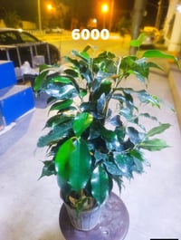 كلار ليوا ته نشت مزكوت بخاري  07700499706