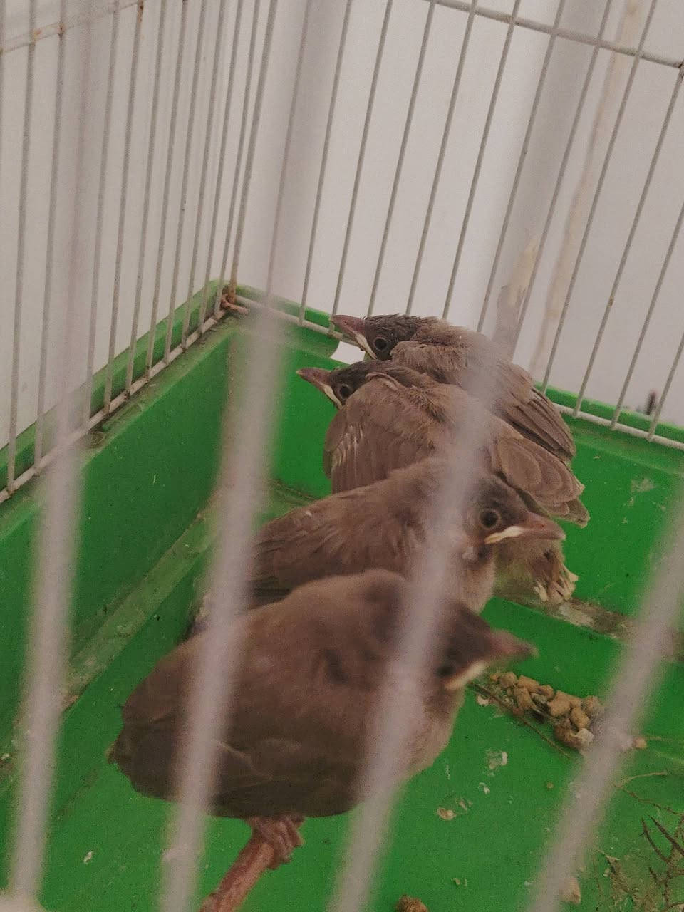 سلام عليكم بلابل للبيع عدد 4


**إذا كنت صاحب هذا الإعلان وتريد حذفه لأي سبب، رجاءا أرسل رسالة إلى الدعم الفني**