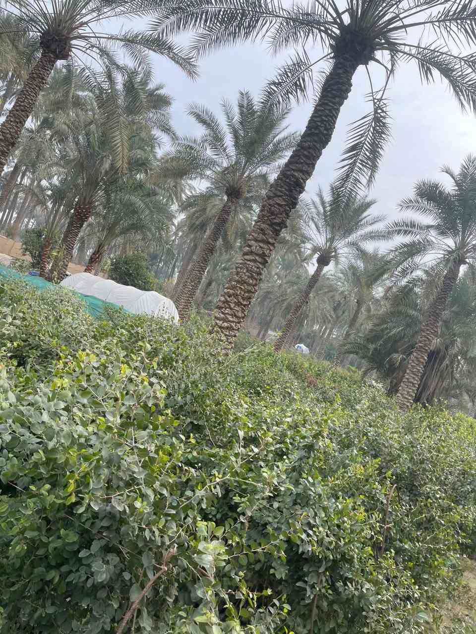 نبك مطعم 
نبك حشري 
سندان حجم كبير 29
يوجد جمله ومفرد يوجد توصيل داخل بغداد لطلب والاستفسار المراسلة خاص


**إذا كنت صاحب هذا الإعلان وتريد حذفه لأي سبب، رجاءا أرسل رسالة إلى الدعم الفني**