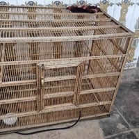 قفص طيور • شبكة انترنت • الديوانية