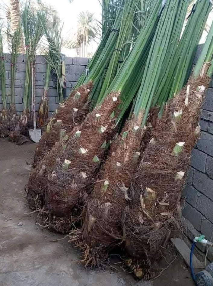 فنون الزراعه والمقاولات العامه تجهيز المزارع والبساتين وكادر صواعيد نخيل لدينا جميع انواع النخيل من البرحي والمجهول والمكتوم جميع النوعيات تجهيز البساتين المتروكه وتسميدها وزراعتها نعمل في جميع محافظات العراق \***********
