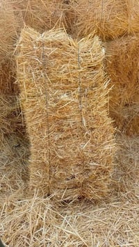 تبن كبس • ١١٠٠ • واسط قضاء الحي