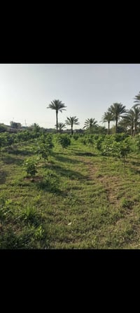 طريق السنيه • دونم بستان • تين عنب تمر