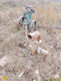 لستر ويا خنزيره للبيع 07833996111