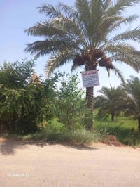 ام خشم المحاجير الشرقية • ٥ دونم • ١٨٠ نخلة