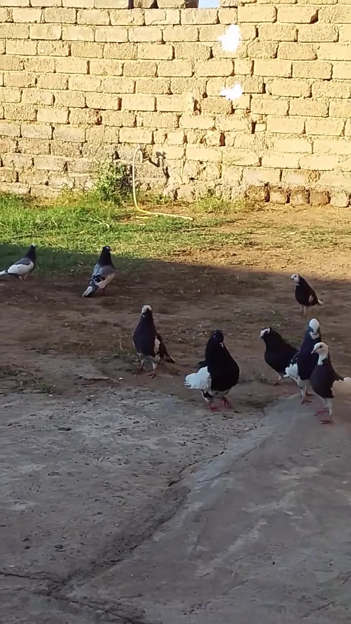 يرانيات الزوج عله 15الف مكاني بيجي ***********
