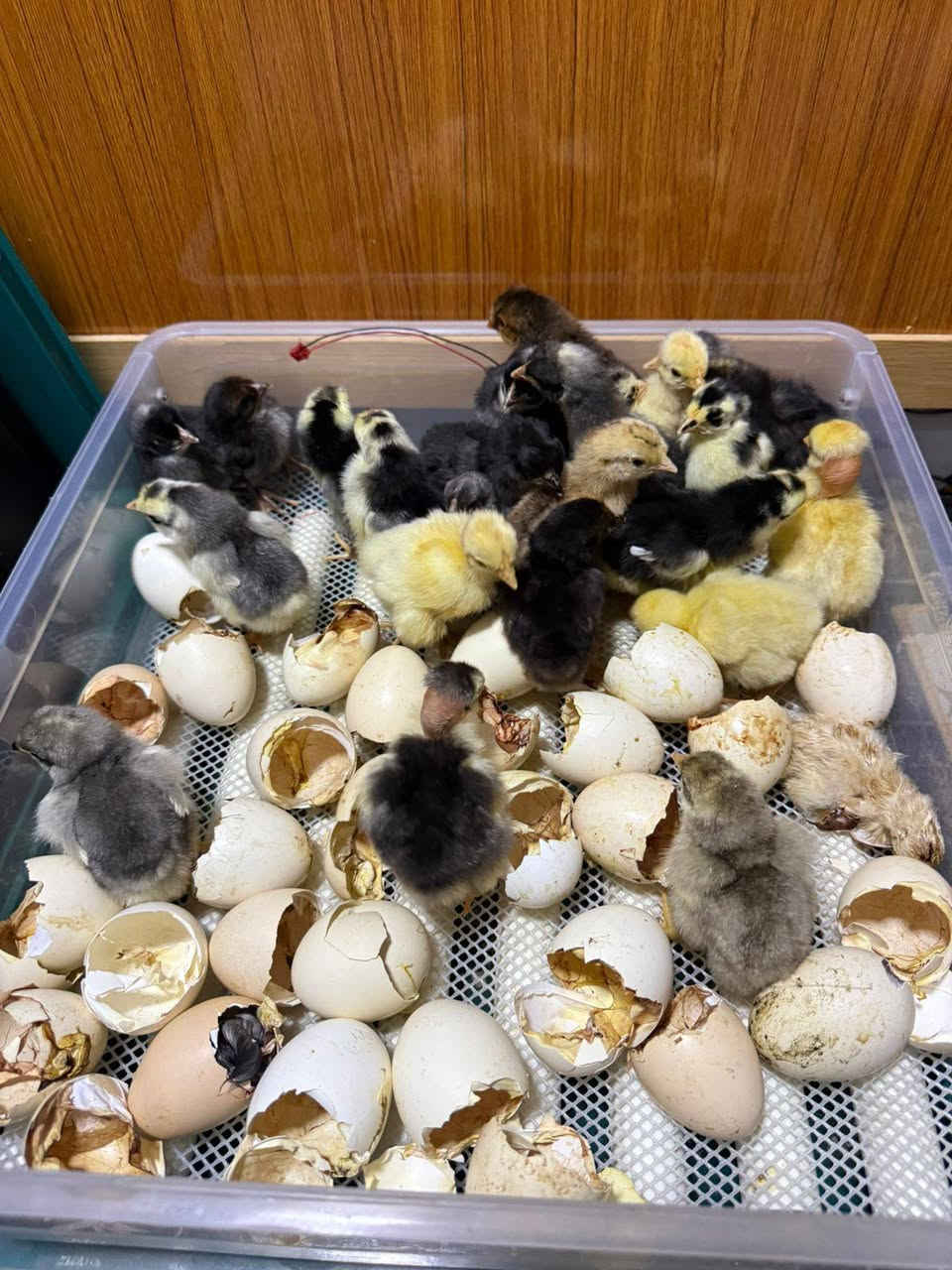 للبيع فقاسه اوتوماتيك ضمان تفقيس تاخذ 60بيضه 
السعر100وبيه مجال قليل


**إذا كنت صاحب هذا الإعلان وتريد حذفه لأي سبب، رجاءا أرسل رسالة إلى الدعم الفني**