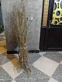 يوجد شتل رمان حلو حايل رمان بيشكان والأصل مضمون سعر الشتله 750 للإستفس...