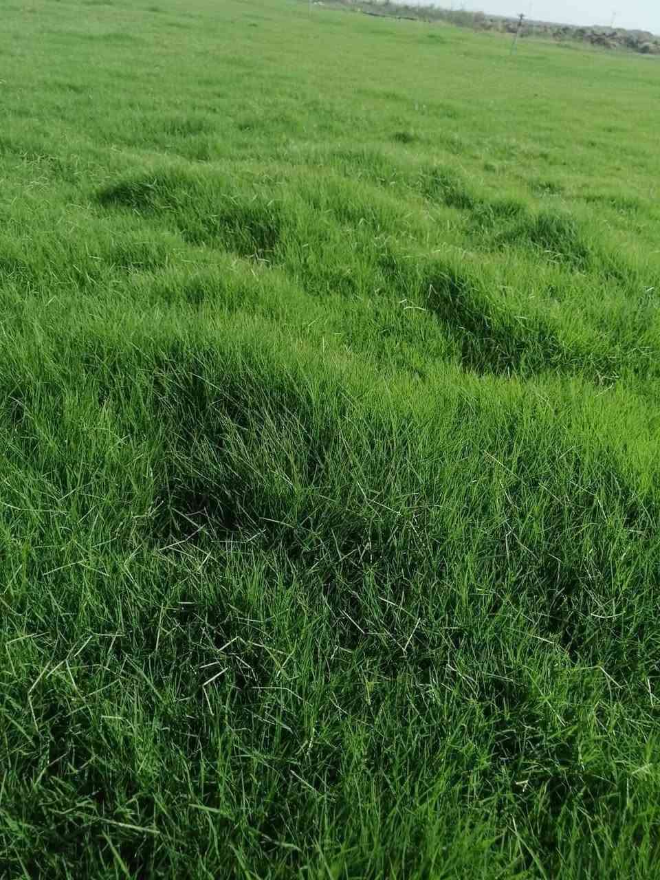 يوجد لدينا كافه انواع الثيل الطبيعي
🎄هندي🎄 
🎋فرنسي🎋 
🎄إيطالي 🎄
🎍إنكليزي🎍 
🎄أمريكي🎋 

انتاج خاص بمزارعنا
حيث الجودة والسعر المناسب 

☘ثيل طبيعي نوعية ممتازة🍀 مناسب للاستخدام في ( المنازل🌳_ الحدائق🌳_ الملاعب🌳_ الدوائر🌿) 

#انتاج_خاص #شكل_مثالي  #سعر_تنافسي

✨ سعر المتر يختلف للكميات ✨

يوجد خدمة توصيل لجميع محافظات العراق 
ملاحظة : التوصيل مجاني ❤️

- تتوفر لدنيا كل انواع الثيل وباسعار تنافسية

للحجز والاستفسار يرجى الاتصال على الرقم ادناه 
***********                     
تحياتي للجميع
