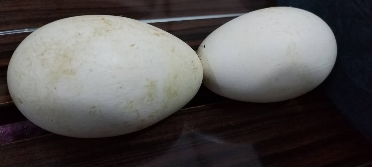 بيض بطه كوبرا حجم كبير جدا
للبيع 30 بيضه   الشراي يتصل ويجي ياخذهن
***********
