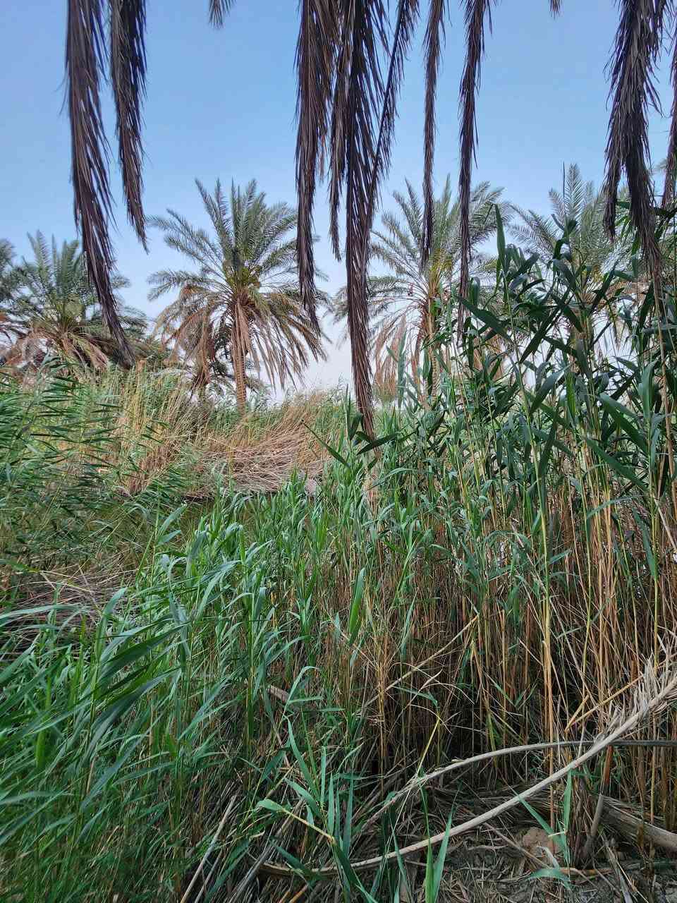 ارض زراعية مساحة 6500 متر تقع على طريق مدينة جبايش بداية منطقه الجلع قريبه على منطقه ابو الجولان تبعد عن الشارع العام 500 يوجد فيها 30 نخله تقريبا تقع على نهر كبير سعر 28 مليون ..للتواصل ***********
