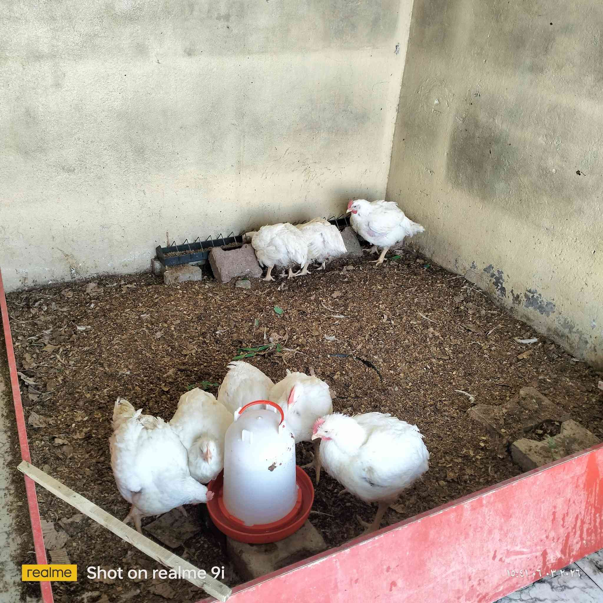 السلام عليكم اغراض محل دجاج للبيع لعدم التفرغ مكانها شارع حي المعلمين قرب فرن صمون الزهراء واذا تريد تأجرة وتشتغل بي بنفس المكان ماكو مشكله تدفع ايجار وتباشر بالعمل للاستفسار اكثر اتصل بالرقم ***********
