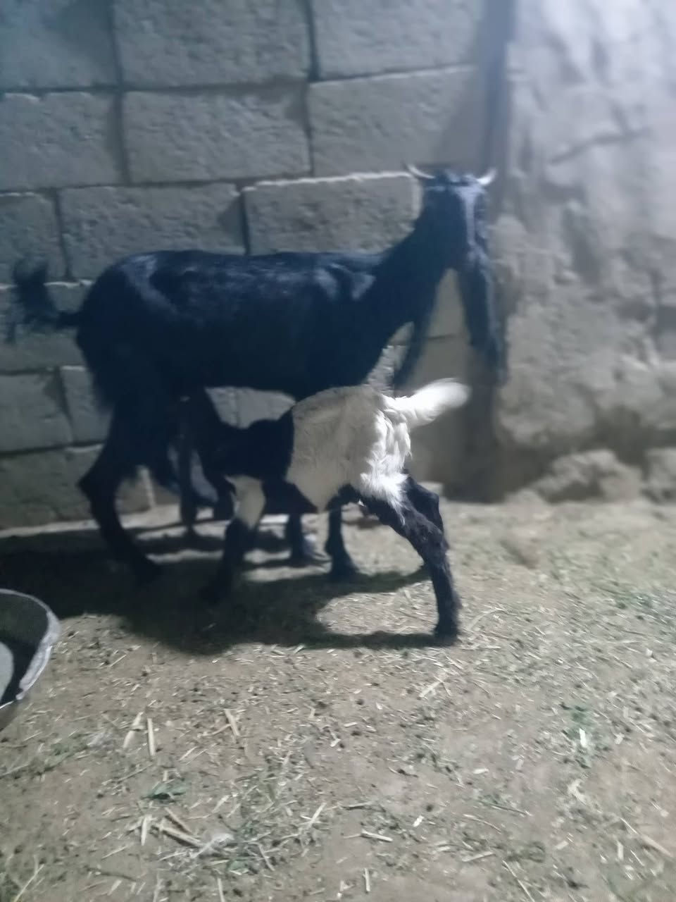 صخول فغاني السماوه الوركاء البيع ثنينهن


**إذا كنت صاحب هذا الإعلان وتريد حذفه لأي سبب، رجاءا أرسل رسالة إلى الدعم الفني**
