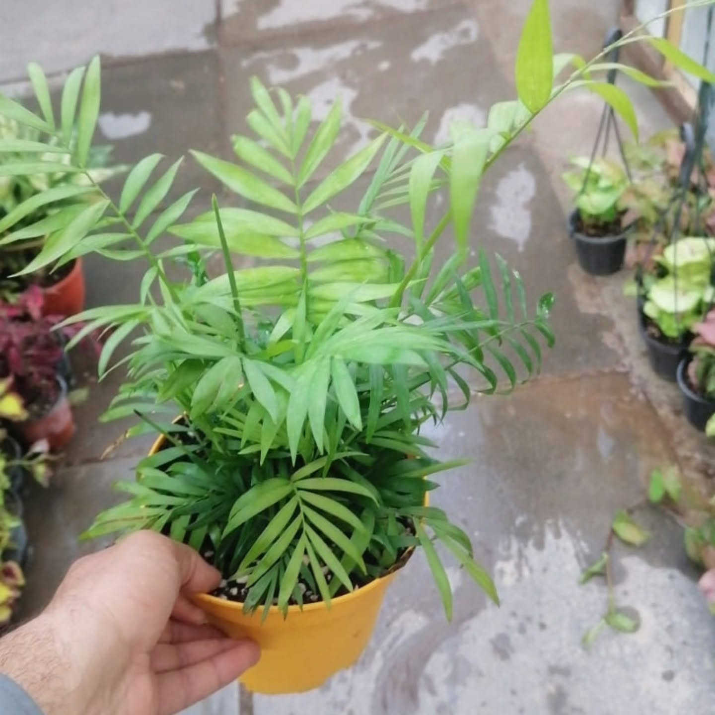 شمدورة قباس وسط كثيفة كللش ب٩


**إذا كنت صاحب هذا الإعلان وتريد حذفه لأي سبب، رجاءا أرسل رسالة إلى الدعم الفني**