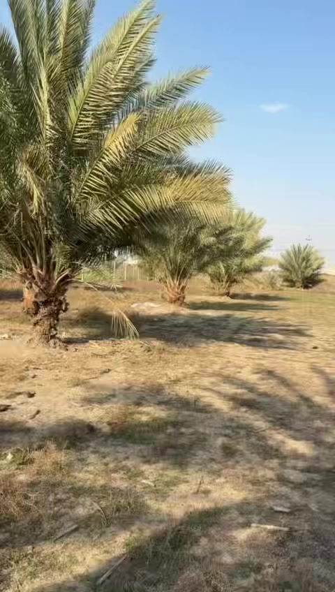 السعر 👈(( 225 )) مليون مع المجال 
سلام عليكم متابعين اليوم نعرضلكم قطعه بمساحه دونم ونص طابو زراعي سند 25 تحويل اسهم بأسم المشتري مباشر من صاحب السند الواجه 20 متر والباقي نزال ع التبليط مباشر تحتوي ع عدد من النخيل خدمات متوفره بالكامل ماء سقي ماء اساله اسوق مدارس مستوصف العنوان كربلاء شارع بغداد سايد الدخول عمود 97 وتنزل كيلوين كوله تبليط للقطعه للأستفسار اكثر الاتصال ع الارقام
***********
***********
@الجميع
