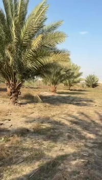 كربلاء • دونم ونص • طابو زراعي