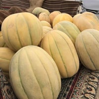 حب بطيخ • درجة اولى • ميمونه