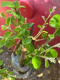 اخوان الي يريد أقلام نبك موجود للثواب تفاحي و زيتوني و باكستاني احمر ٠...