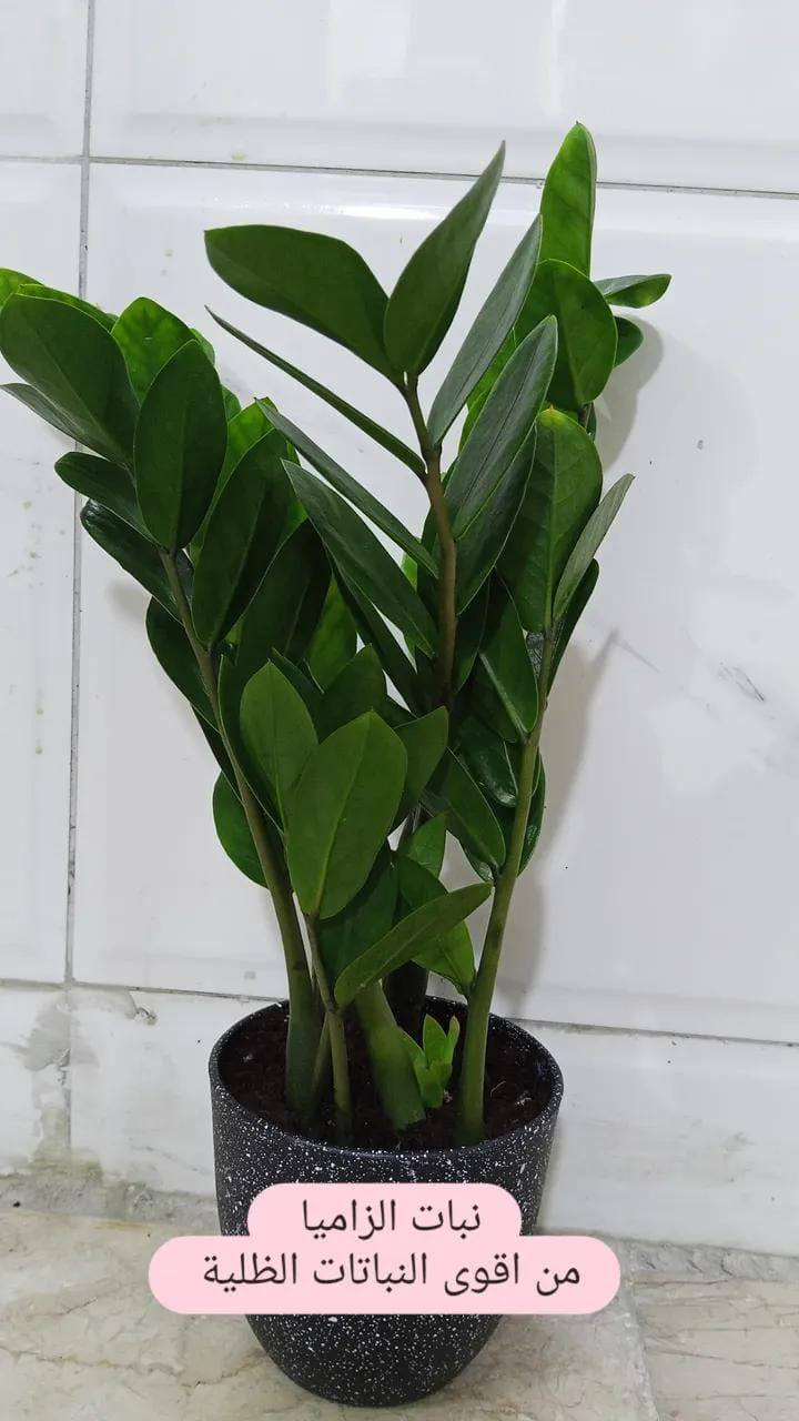 ياالله ...
#معرض_زهره_الگاردينيا 🌿💚

"🌿💚 نباتات ظلية مُستوردة 🌸

- أنواع فاخرة ومُختارة بعناية
- جودة عالية وضمان استمرار النمو
- توصيل سريع لجميع المحافظات

مستلزمات النباتات توفرت كلها يمنا ✨
(برلايت/بيتموس/احجار الليكا/مجذر/مقوي / احجار ملونة/سماد  )
 انواع السنادين بلاستك وسيراميك ☘️✨
العنوان // بغداد سبع ابكار 
التوصيل// متوفر لكل المحافظات  

للحجز والاستفسار، راسلونا على الصفحة 📲💬

أسعارنا تنافسية وخدمتنا مميزة 🌟 
 معرض زهره الگاردينيا  - وين ما تحتاجون النبات، احنا بخدمتكم  🌿💕

#مشتل_ومعرض_زهره_الگاردينيا #نباتات_ظلية #مستوردة #بيع #العراق" #اكسبلور #نباتات
#نباتات_منزلية #مشتل #ازهار #ورود #ورد_طبيعي


**إذا كنت صاحب هذا الإعلان وتريد حذفه لأي سبب، رجاءا أرسل رسالة إلى الدعم الفني**