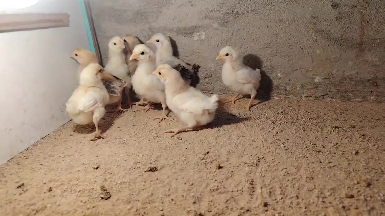 افراخ ماكنتوش كويتي افرك كلهن ٣٠ /***********
