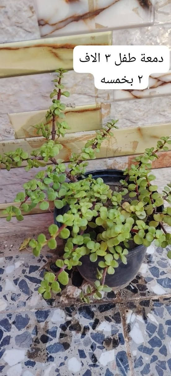 يوجد توصيل داخل النجف ٣ الاف للاحياء القريبه ٤ الاف للقريات للحجز واتساب***********
