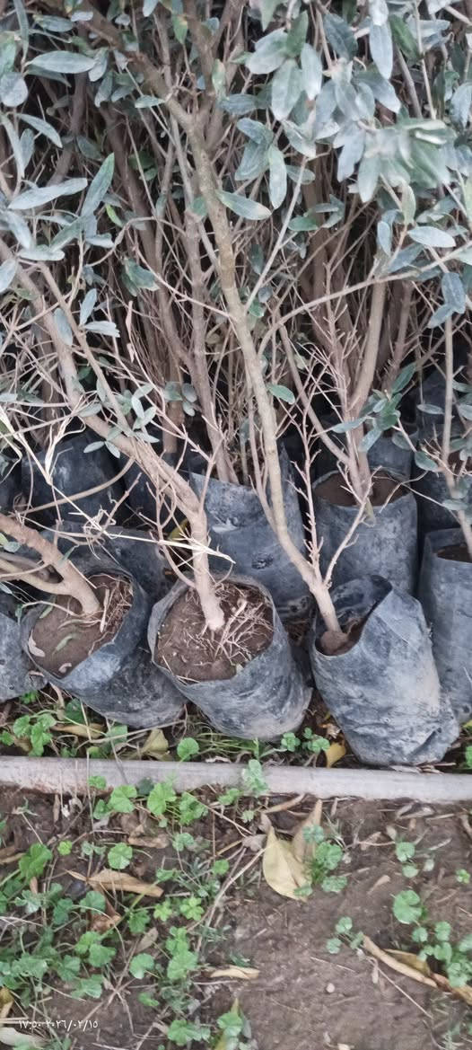 السلام عليكم 
زيتون خستاوي وتفاحي احجام من متر ونص إلى مترين السعر 1250 جمله العنوان بغداد صدر القناة شارع المخيم قرب العلاج الطبيعي 
***********
