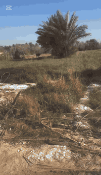 دوانم طابو سند 25  في بغداد /الدوره/الزمبرانيه  قرب مدينة جوهرة بغداد ...