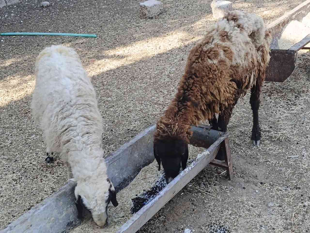 يوجد وراجين عدد 2مالات جنيه شرط نصاحه السعر 250 الف لزوج  قفل بدون عمله المكان بيجي رقم الهاتف ‏‪***********‬‏
