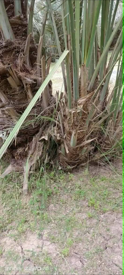 مساء الخير على الجميع 
متوفر كادر خاص بزراعه النخيل 
واسيجه المزارع 
تعديل المزارع 
كرسته وعمل 
متوفر كافه أصناف النخيل 
للاستفسار 
***********
