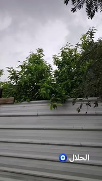 سكنس جبلي • كفاله • محمودية