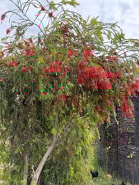 فرشة البطل • دائم الخضرة • مقاوم للحر