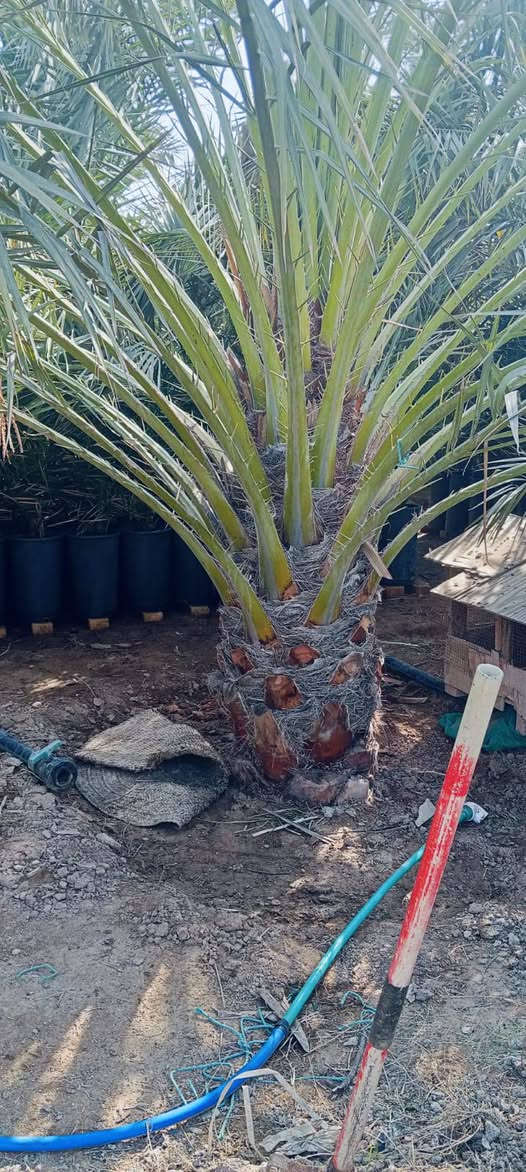 سلام عليكم  خوان يتوفر برحي حر تريد برحيه كامله تريد بس افراخ تريد بسندانه اي شي تريد موجود سعر لواحد ب ١٩٠ قفل ولقلع مجاني بحضور شخص تجي وتختار بل يعجبك وحنه حاضرسن انته تلكط بيدك والي ياخذ كميه سعر شوي اقل *********** بي وتساب
