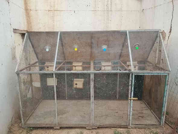 سلام عليكم
قفص حديد ضهره خشب طول مترتين والعرض متره خمسه وعشرين ورتفاع  160سعره 75مكان الطابي واليحب ينتصل على رقم *********** كورك ***********اثير
وليحب يراسني خاص
