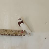للبيع • بيع • للبيع في العراق • إعلان بيع • أغراض للبيع